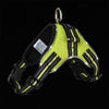 Luminous Canine Collar-5