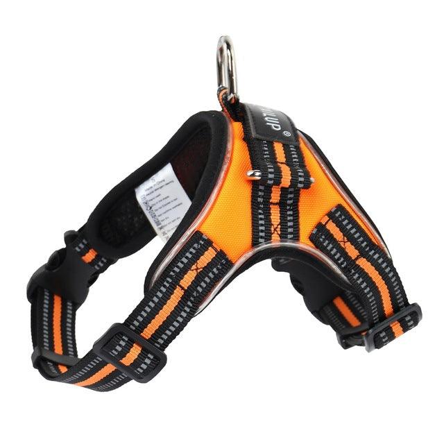 Luminous Canine Collar-0